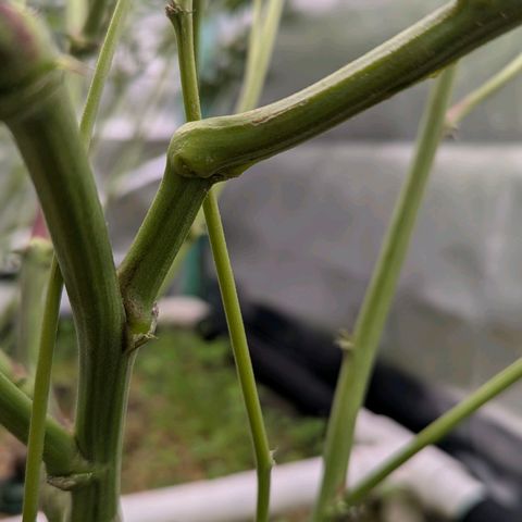Pineapple Fruz growlog timeline photo