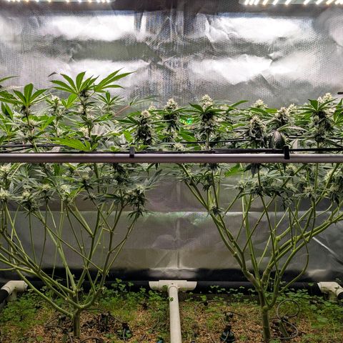 Pineapple Fruz growlog timeline photo