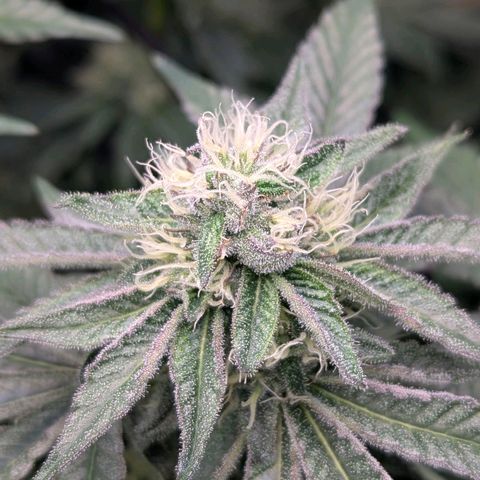 Pineapple Fruz growlog timeline photo