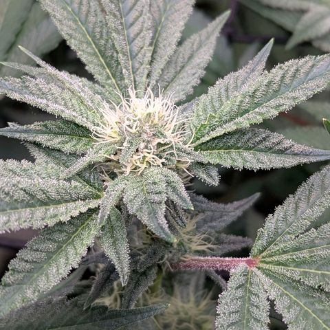 Pineapple Fruz growlog timeline photo