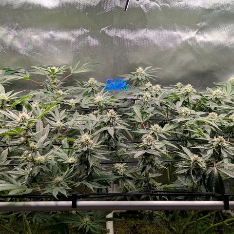 Pineapple Fruz growlog timeline photo