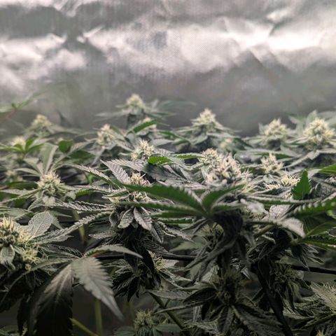 Pineapple Fruz growlog timeline photo