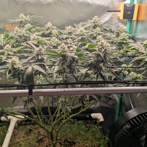 Pineapple Fruz growlog timeline photo