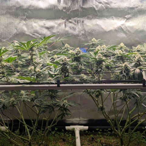 Pineapple Fruz growlog timeline photo