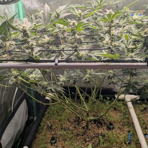 Pineapple Fruz growlog timeline photo