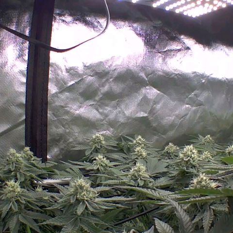 Pineapple Fruz growlog timeline photo