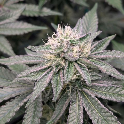 Pineapple Fruz growlog timeline photo