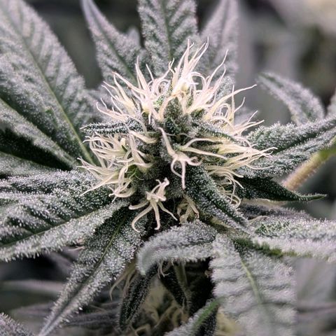 Pineapple Fruz growlog timeline photo