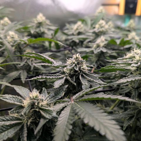 Pineapple Fruz growlog timeline photo
