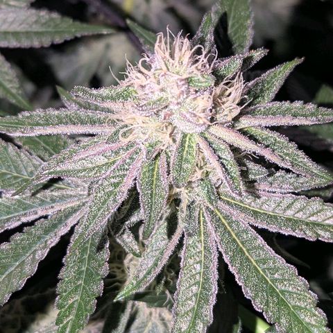 Pineapple Fruz growlog timeline photo