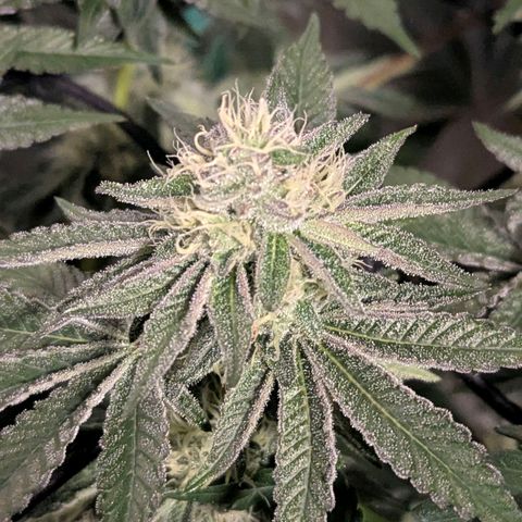 Pineapple Fruz growlog timeline photo
