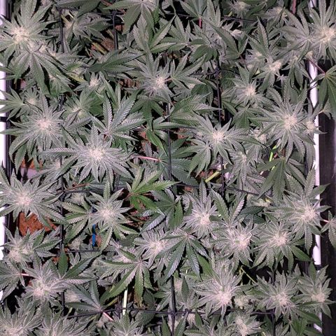 Pineapple Fruz growlog timeline photo