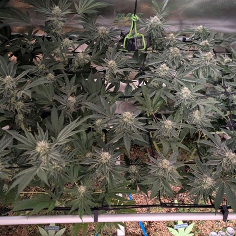Pineapple Fruz growlog timeline photo