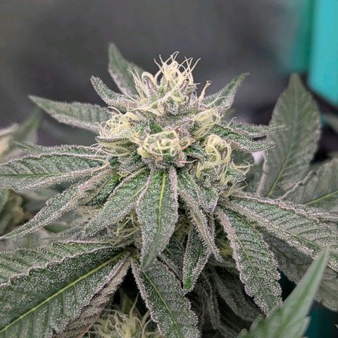 Apple Fritter Lumpy's Cut growlog timeline photo