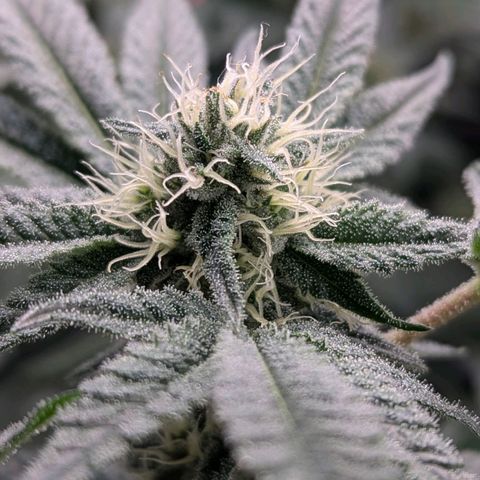 Apple Fritter Lumpy's Cut growlog timeline photo