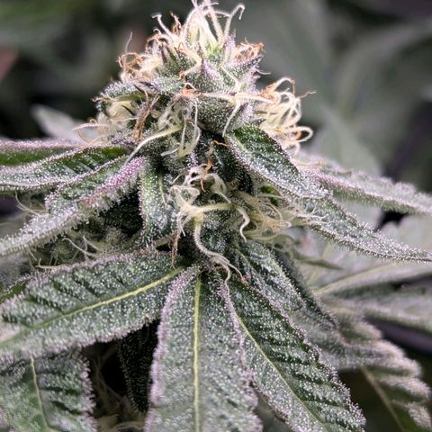 Apple Fritter Lumpy's Cut growlog timeline photo