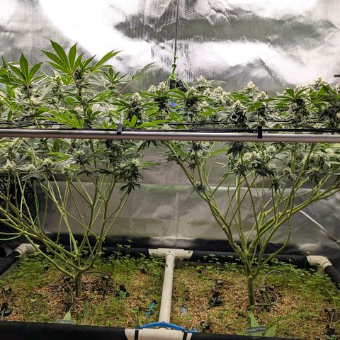 Apple Fritter Lumpy's Cut growlog timeline photo