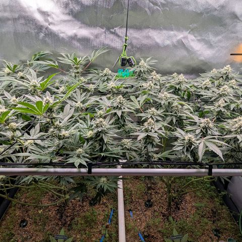 Apple Fritter Lumpy's Cut growlog timeline photo