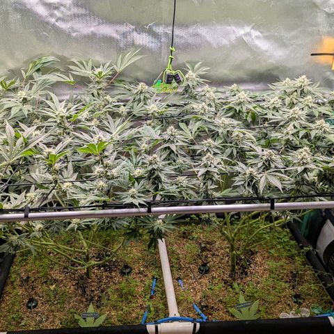 Apple Fritter Lumpy's Cut growlog timeline photo