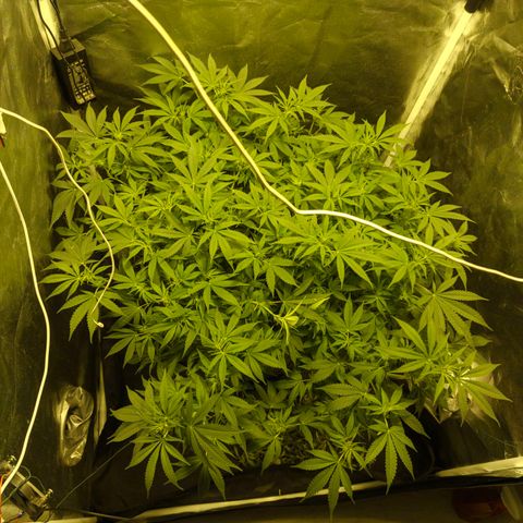 Gelato Samba < LST&HST(topping) >|< Photoperiod. Bulk seeds >| growlog timeline photo