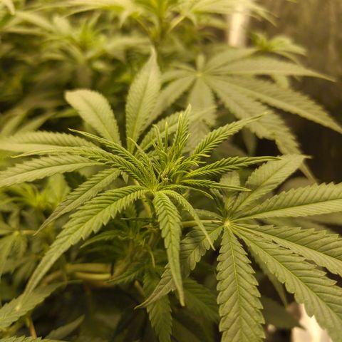 Gelato Samba < LST&HST(topping) >|< Photoperiod. Bulk seeds >| growlog timeline photo