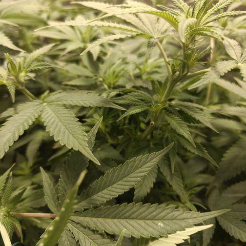Gelato Samba < LST&HST(topping) >|< Photoperiod. Bulk seeds >| growlog timeline photo