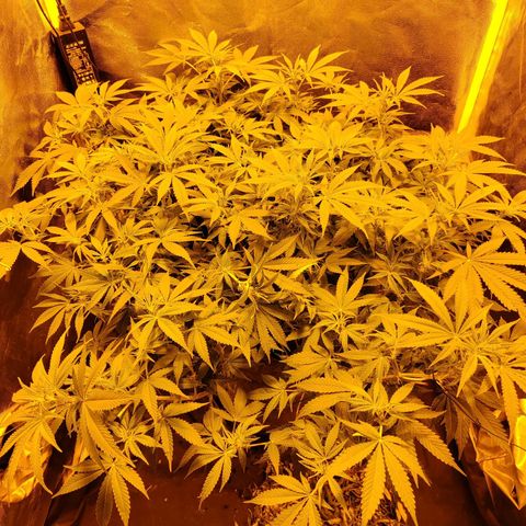 Gelato Samba < LST&HST(topping) >|< Photoperiod. Bulk seeds >| growlog timeline photo