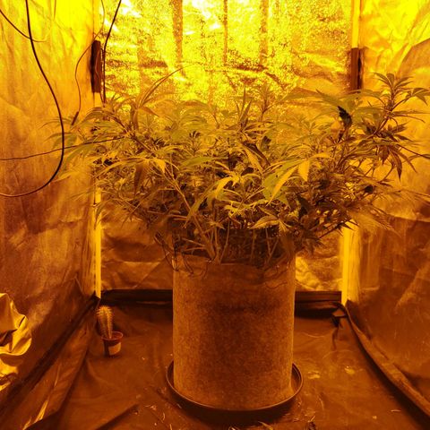 Gelato Samba < LST&HST(topping) >|< Photoperiod. Bulk seeds >| growlog timeline photo