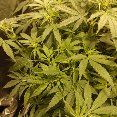 Gelato Samba < LST&HST(topping) >|< Photoperiod. Bulk seeds >| growlog timeline photo
