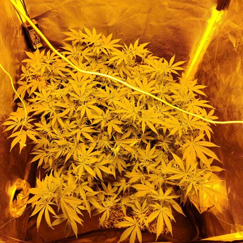 Gelato Samba < LST&HST(topping) >|< Photoperiod. Bulk seeds >| growlog timeline photo