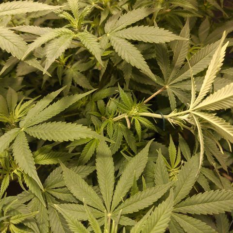 Gelato Samba < LST&HST(topping) >|< Photoperiod. Bulk seeds >| growlog timeline photo