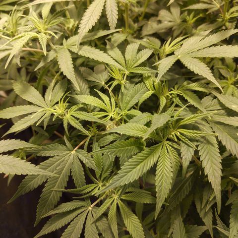 Gelato Samba < LST&HST(topping) >|< Photoperiod. Bulk seeds >| growlog timeline photo