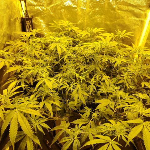 Gelato Samba < LST&HST(topping) >|< Photoperiod. Bulk seeds >| growlog timeline photo