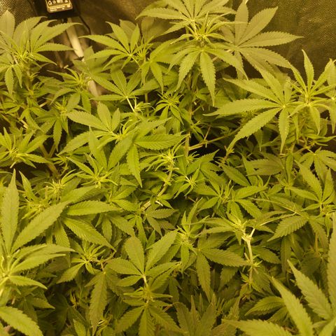 Gelato Samba < LST&HST(topping) >|< Photoperiod. Bulk seeds >| growlog timeline photo