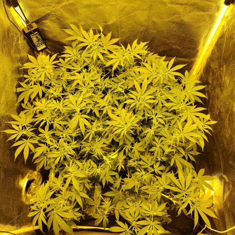 Gelato Samba < LST&HST(topping) >|< Photoperiod. Bulk seeds >| growlog timeline photo