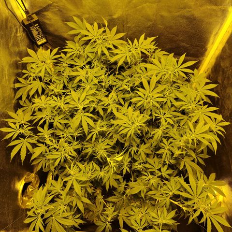 Gelato Samba < LST&HST(topping) >|< Photoperiod. Bulk seeds >| growlog timeline photo