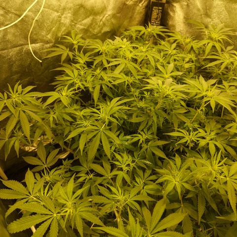 Gelato Samba < LST&HST(topping) >|< Photoperiod. Bulk seeds >| growlog photo: 10am