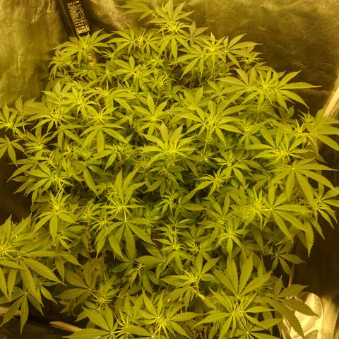 Gelato Samba < LST&HST(topping) >|< Photoperiod. Bulk seeds >| growlog photo: 10am