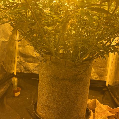 Gelato Samba < LST&HST(topping) >|< Photoperiod. Bulk seeds >| growlog timeline photo