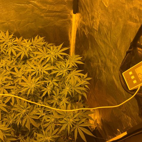 Gelato Samba < LST&HST(topping) >|< Photoperiod. Bulk seeds >| growlog timeline photo