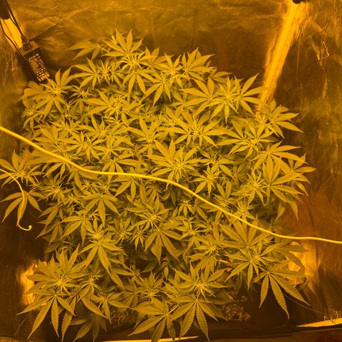 Gelato Samba < LST&HST(topping) >|< Photoperiod. Bulk seeds >| growlog photo: 10:45 