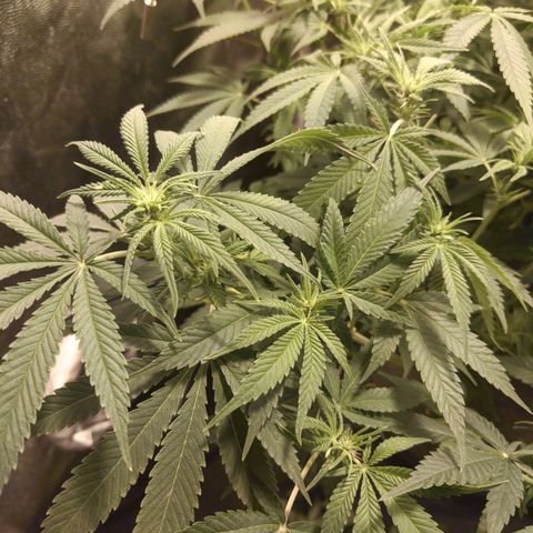 Gelato Samba < LST&HST(topping) >|< Photoperiod. Bulk seeds >| growlog photo: Pre night