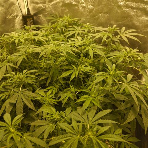 Gelato Samba < LST&HST(topping) >|< Photoperiod. Bulk seeds >| growlog photo: Pre night