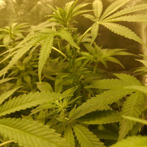 Gelato Samba < LST&HST(topping) >|< Photoperiod. Bulk seeds >| growlog photo: Pre night