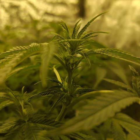 Gelato Samba < LST&HST(topping) >|< Photoperiod. Bulk seeds >| growlog photo: Pre night