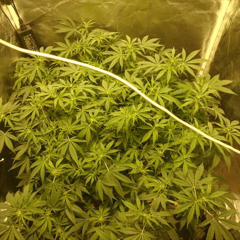 Gelato Samba < LST&HST(topping) >|< Photoperiod. Bulk seeds >| growlog photo: Pre night