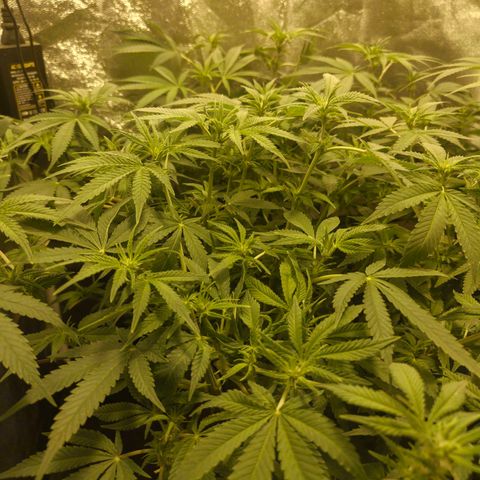Gelato Samba < LST&HST(topping) >|< Photoperiod. Bulk seeds >| growlog photo: Pre night