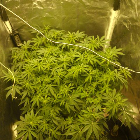 Gelato Samba < LST&HST(topping) >|< Photoperiod. Bulk seeds >| growlog timeline photo