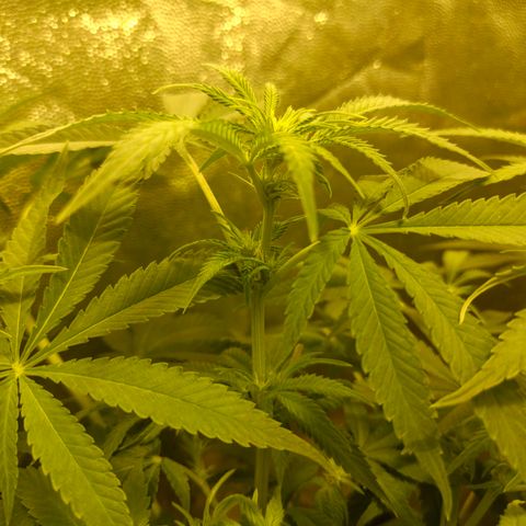 Gelato Samba < LST&HST(topping) >|< Photoperiod. Bulk seeds >| growlog timeline photo