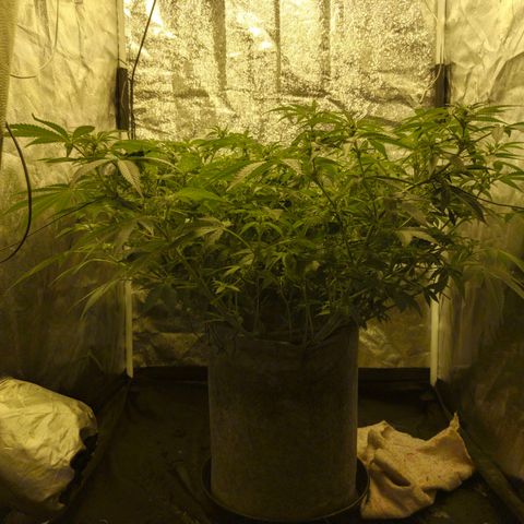 Gelato Samba < LST&HST(topping) >|< Photoperiod. Bulk seeds >| growlog timeline photo